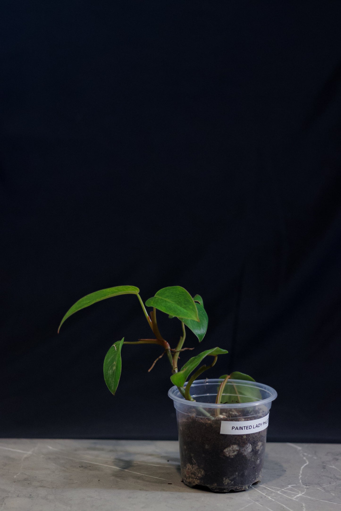 Philodendron Painted Lady – 4″ Pot – Rare Aroid with Neon Variegation & Pink Petioles