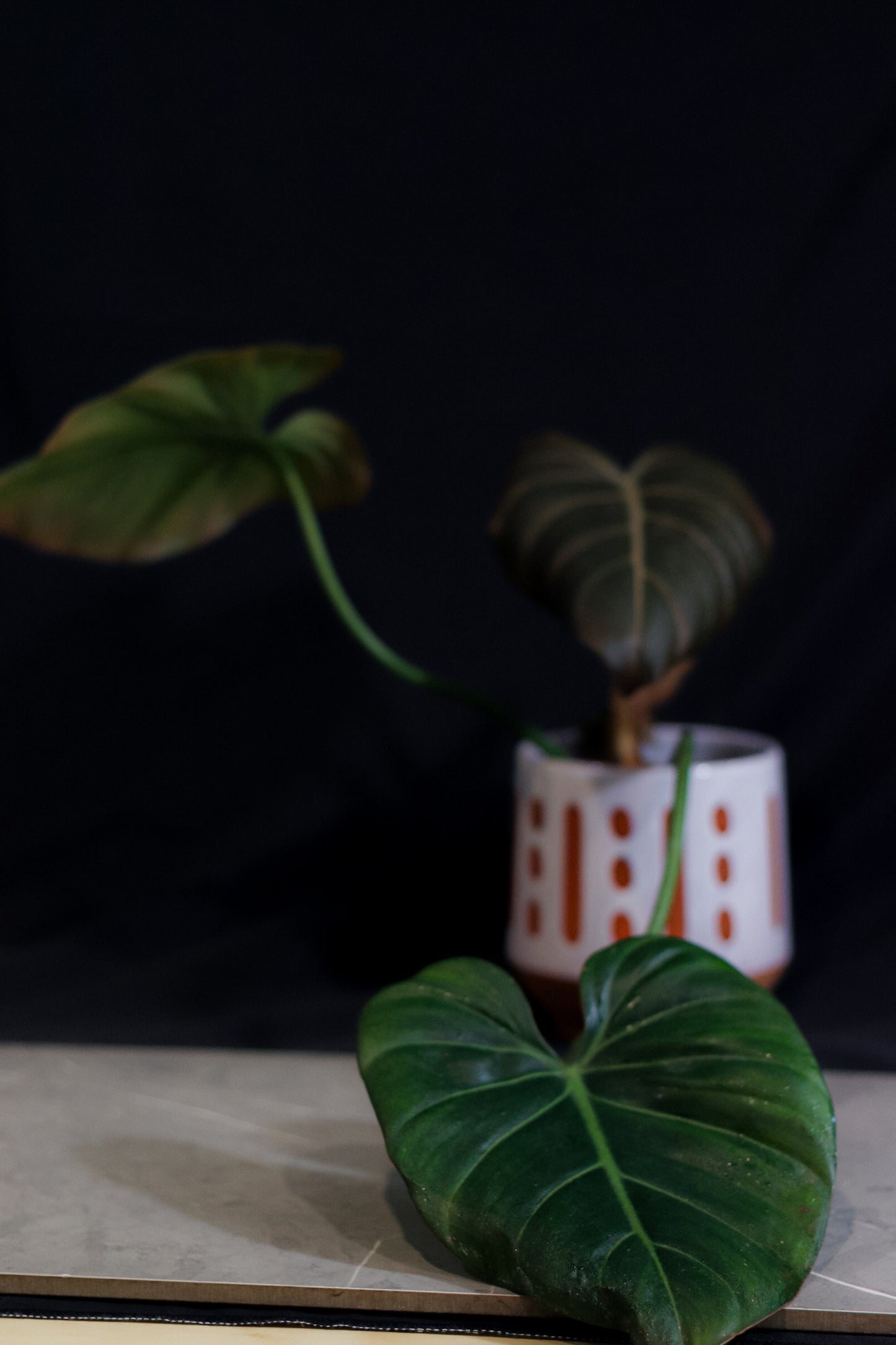 Philodendron Summer Glory – 4″ Pot – Rare Hybrid Aroid with Bold Veining & Tropical Foliage