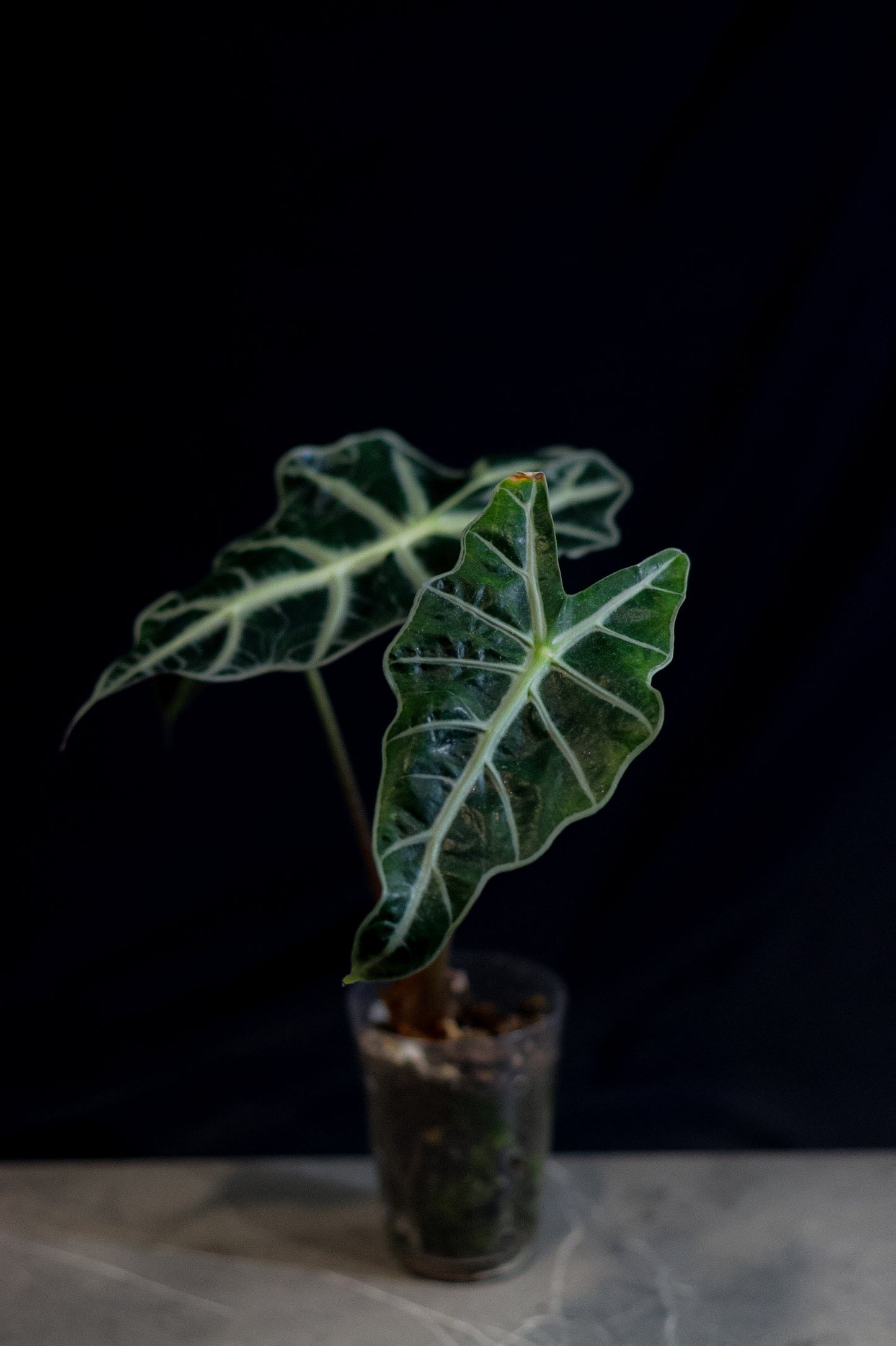 🌿 Alocasia Polly (African Mask Plant / Amazonica) – Striking Indoor Foliage
