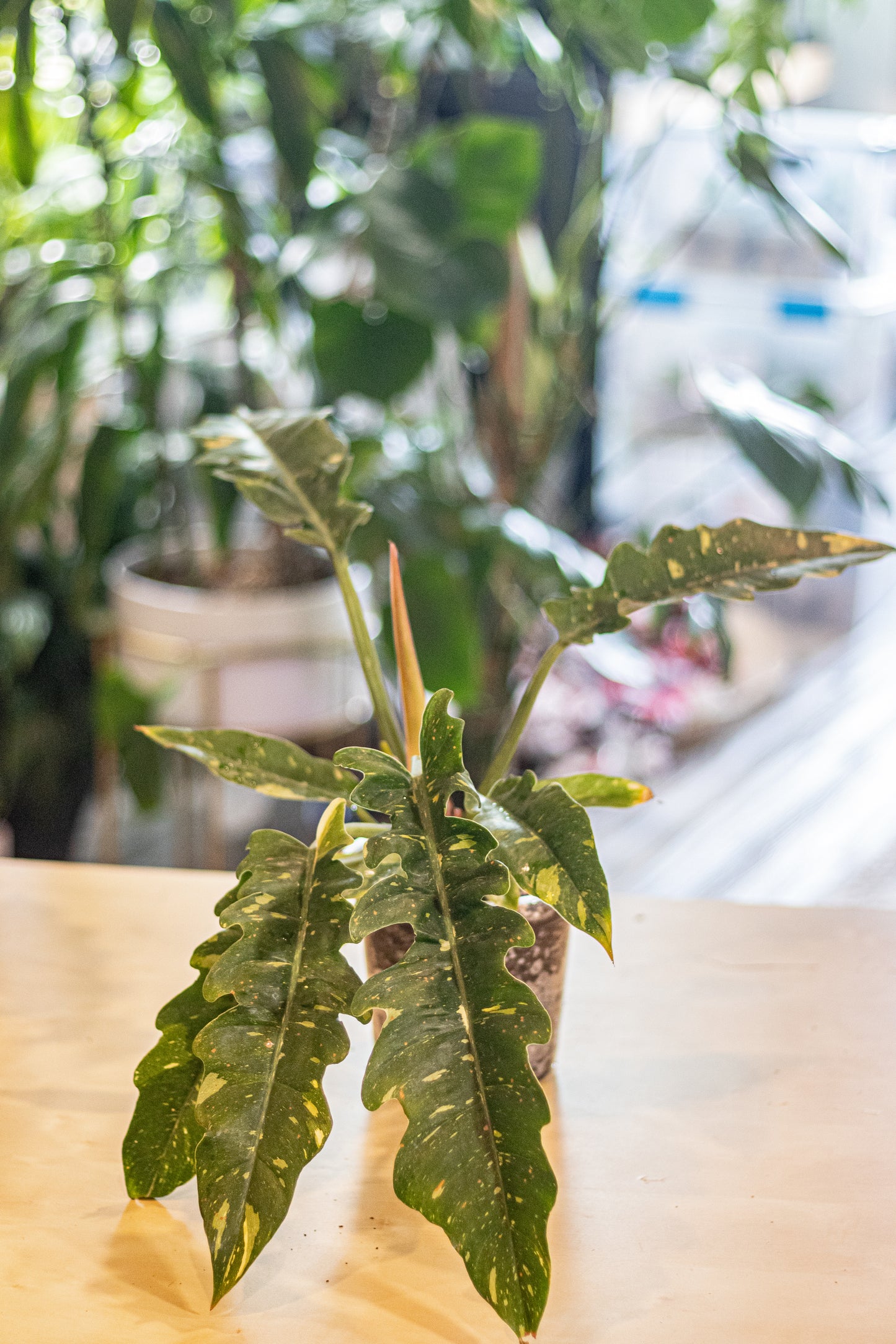 Philodendron ‘Ring of Fire’ – 6” Clear Nursery Pot – Rare Aroid with 10–12” Leaves for Sale