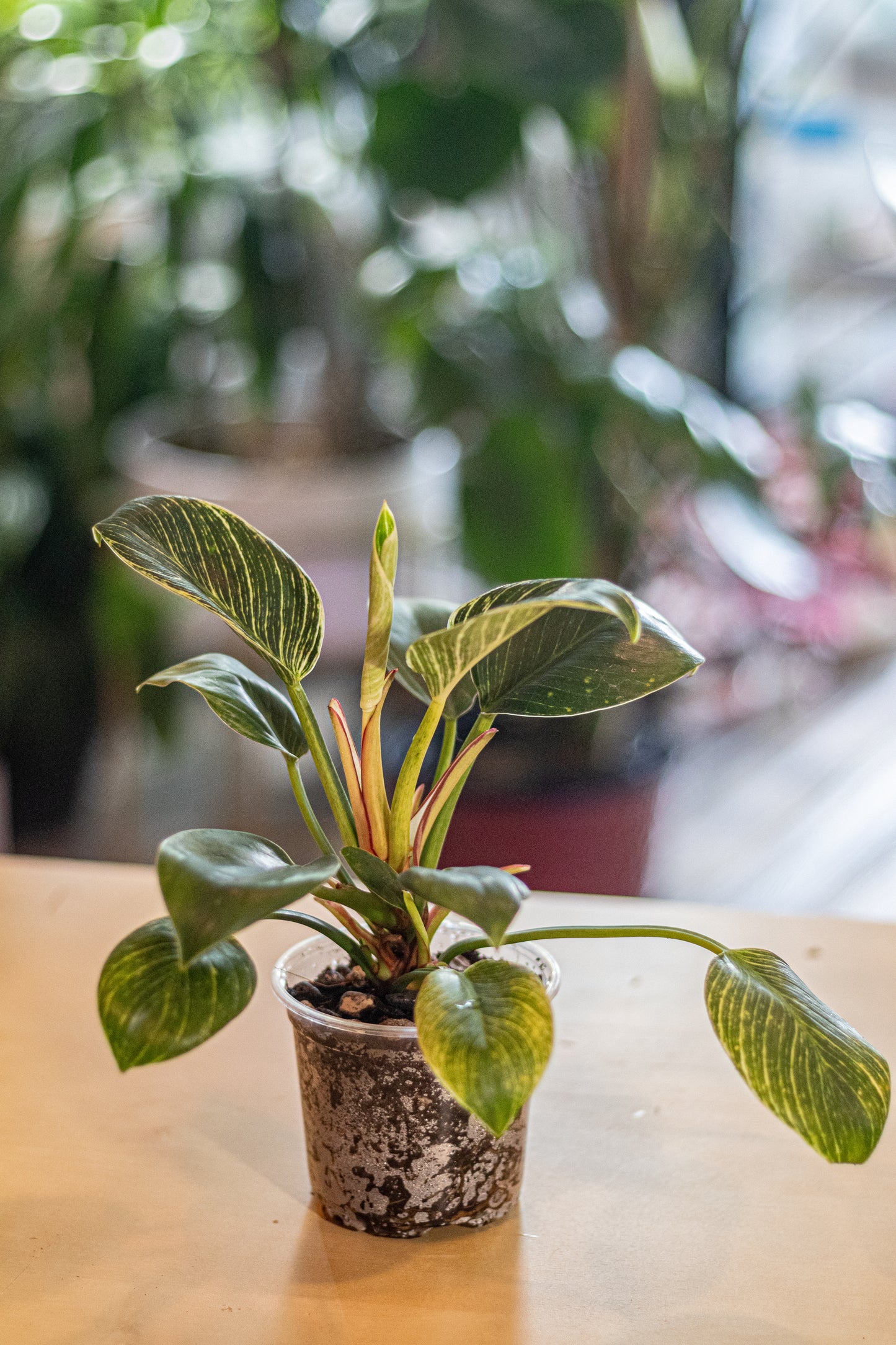 Philodendron ‘Birkin’ – 4″ Clear Pot – Healthy Variegated Aroid with 10+ Leaves