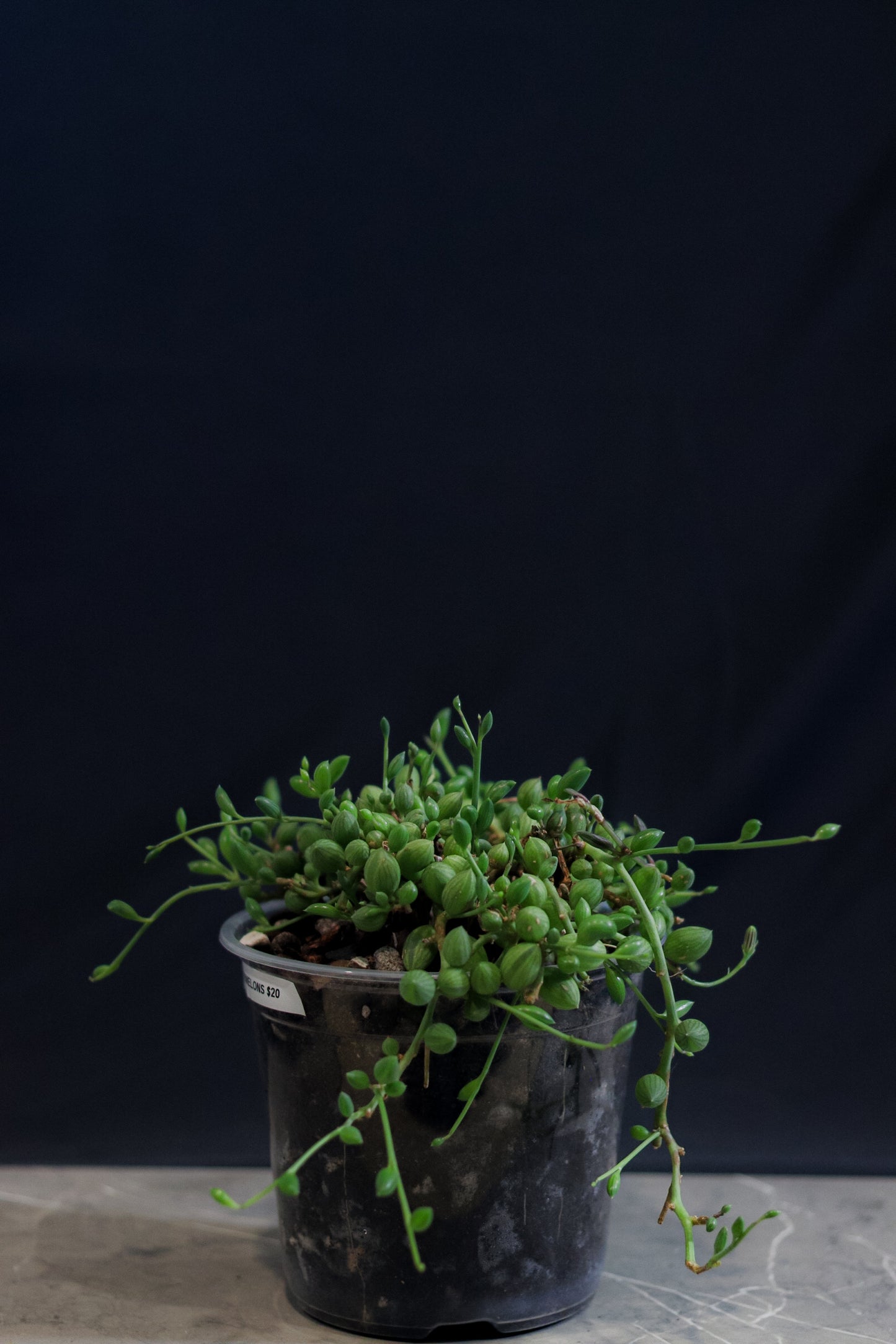 String of Watermelons – 6″ Hanging Pot – Rare Trailing Houseplant with Watermelon-Patterned Leaves