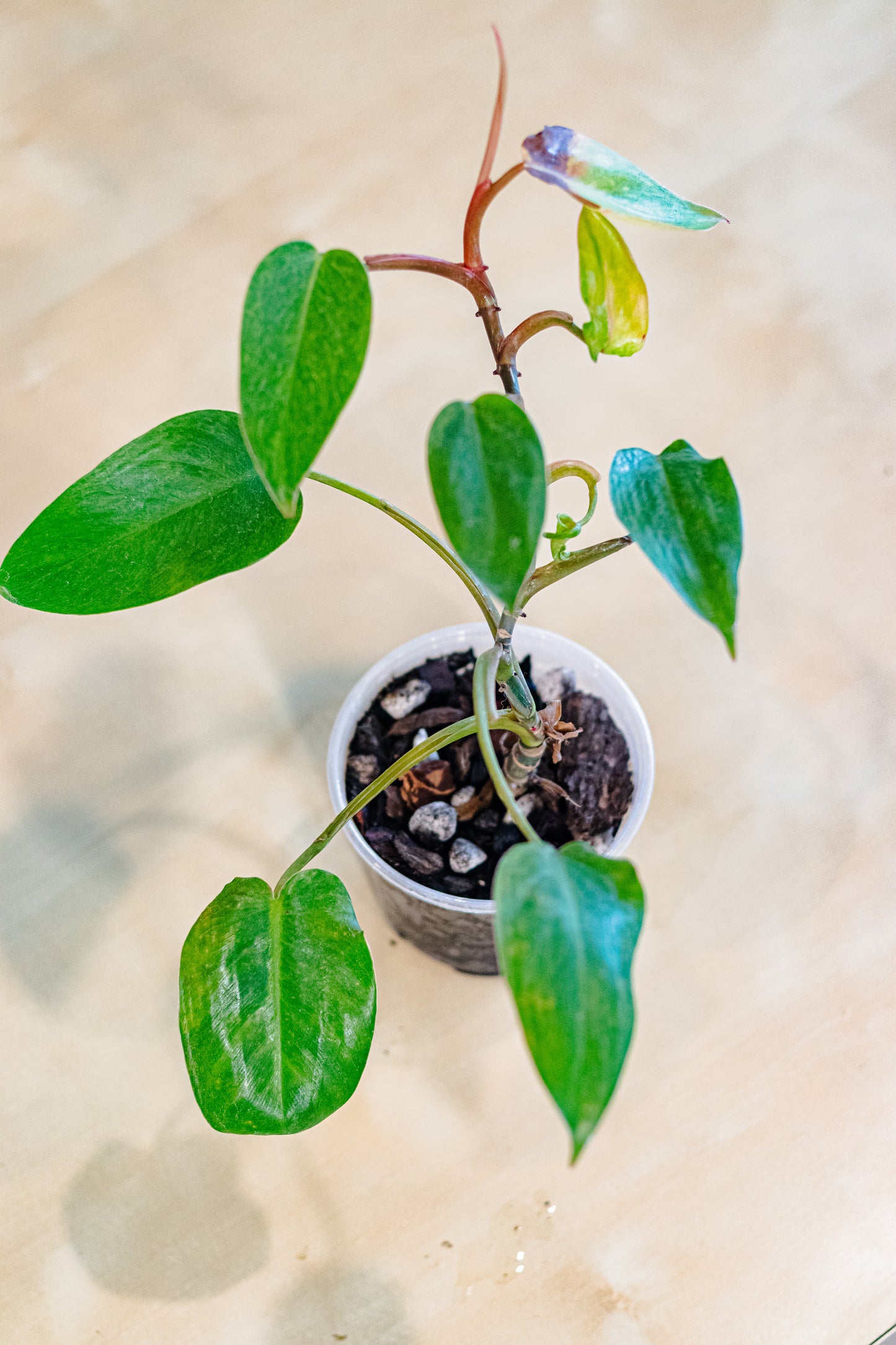 Painted Lady Philodendron – 4” Pot in Chunky Aroid Mix (EXACT PLANT)