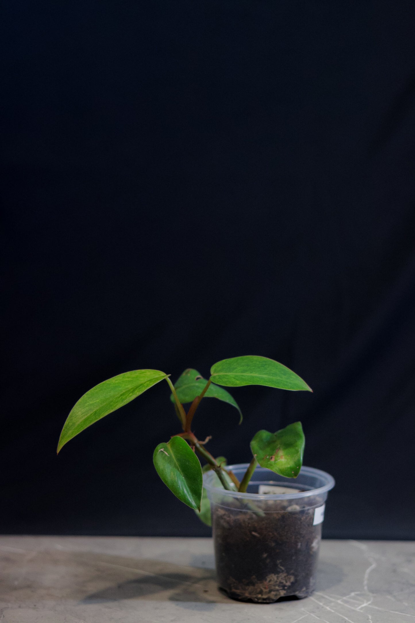 Philodendron Painted Lady – 4″ Pot – Rare Aroid with Neon Variegation & Pink Petioles