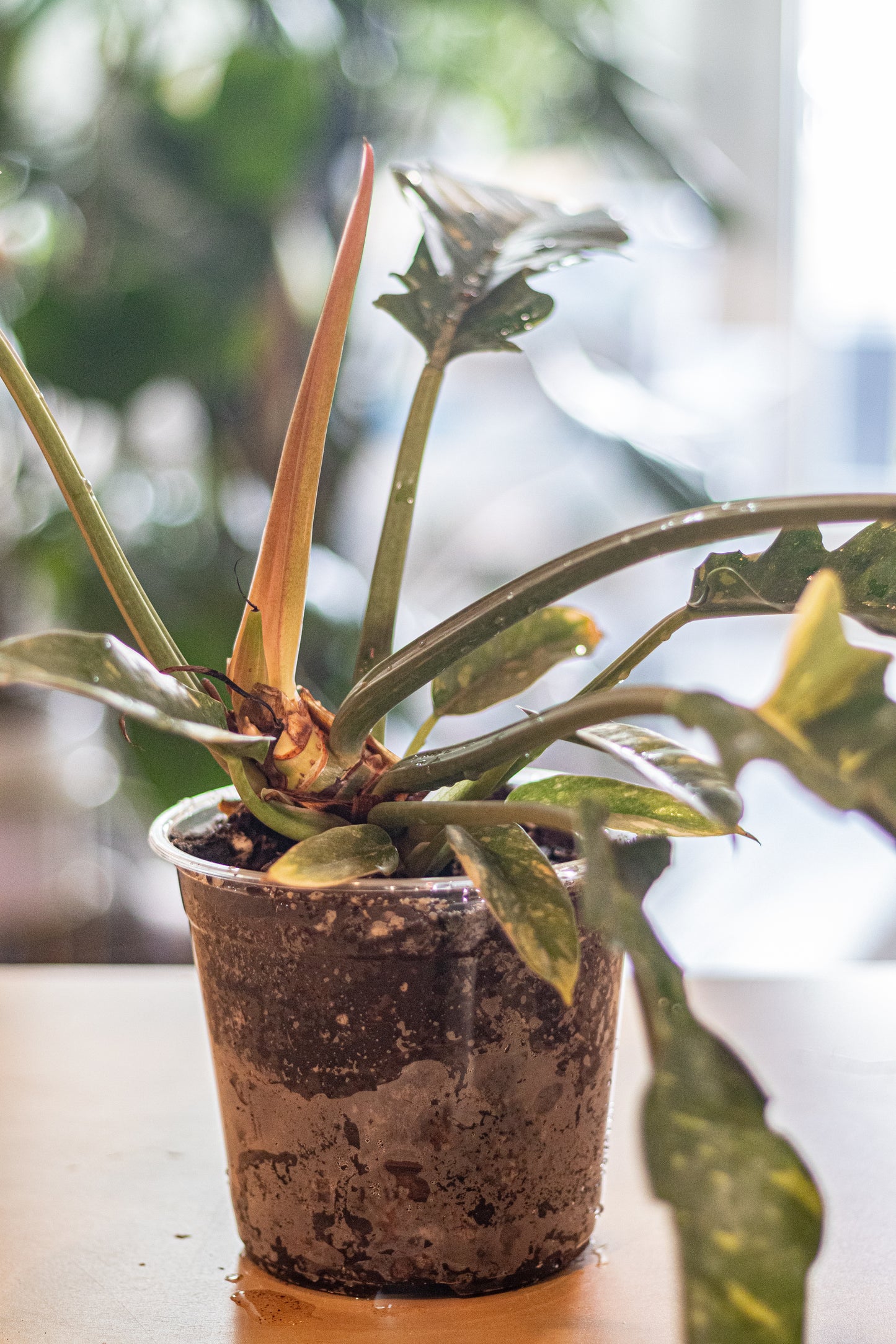 Philodendron ‘Ring of Fire’ – 6” Clear Nursery Pot – Rare Aroid with 10–12” Leaves for Sale