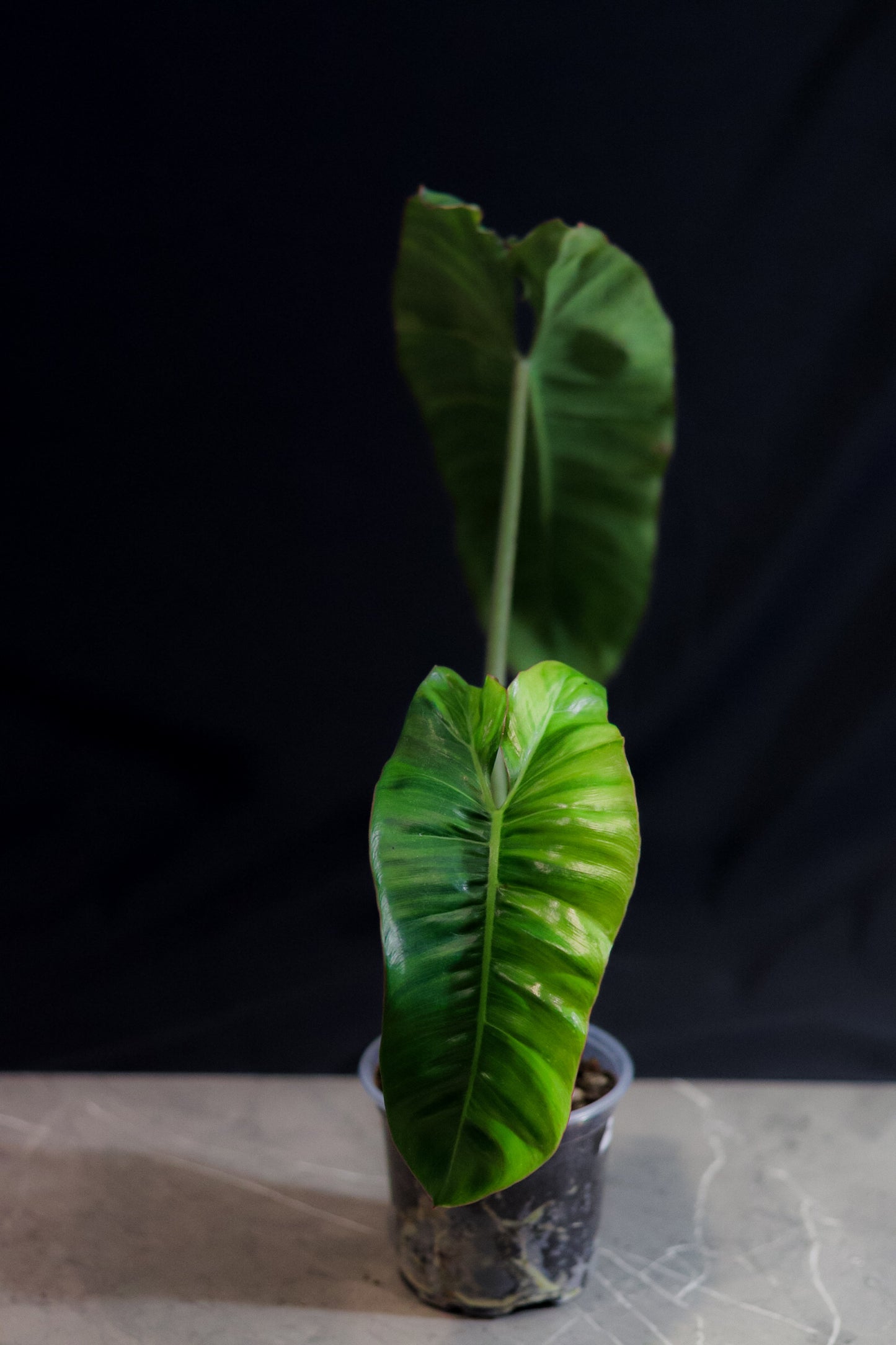 Philodendron Billietiae – 4″ Pot – Rare Aroid with Long Orange Petioles & Elongated Leaves