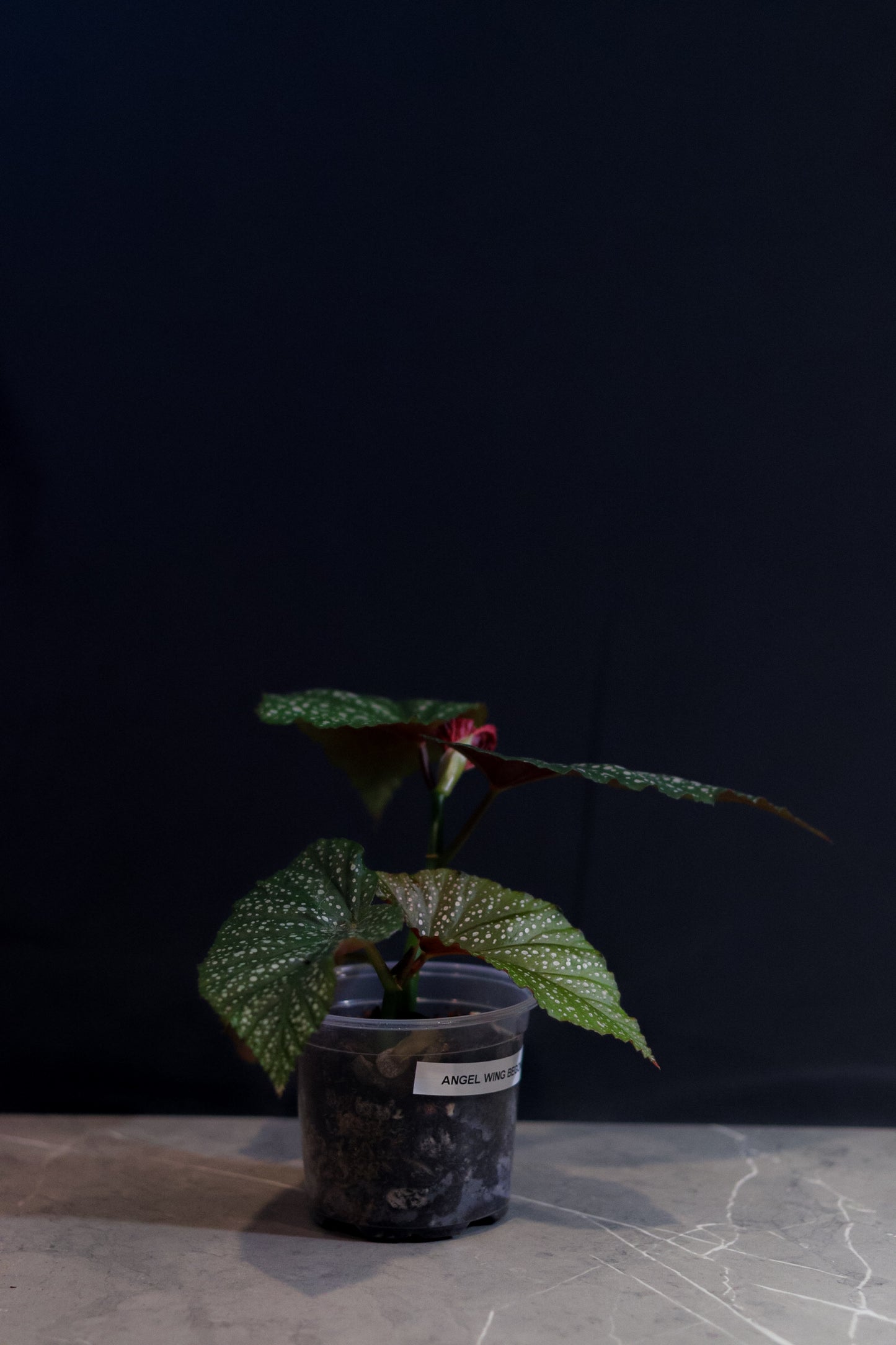 Angel Wing Begonia ‘Lucerna’ – 4” Clear Nursery Pot – Rare Houseplant for Sale