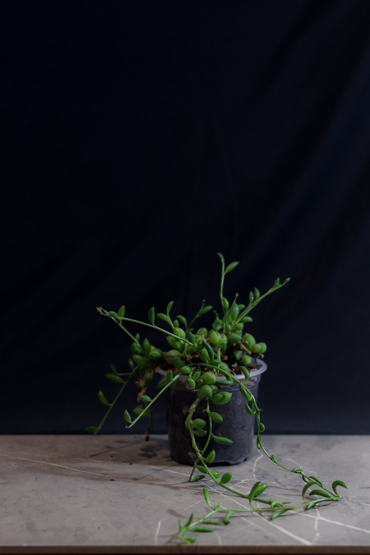 String of Watermelons – 4″ Hanging Pot – Rare Trailing Houseplant with Watermelon-Patterned Leaves
