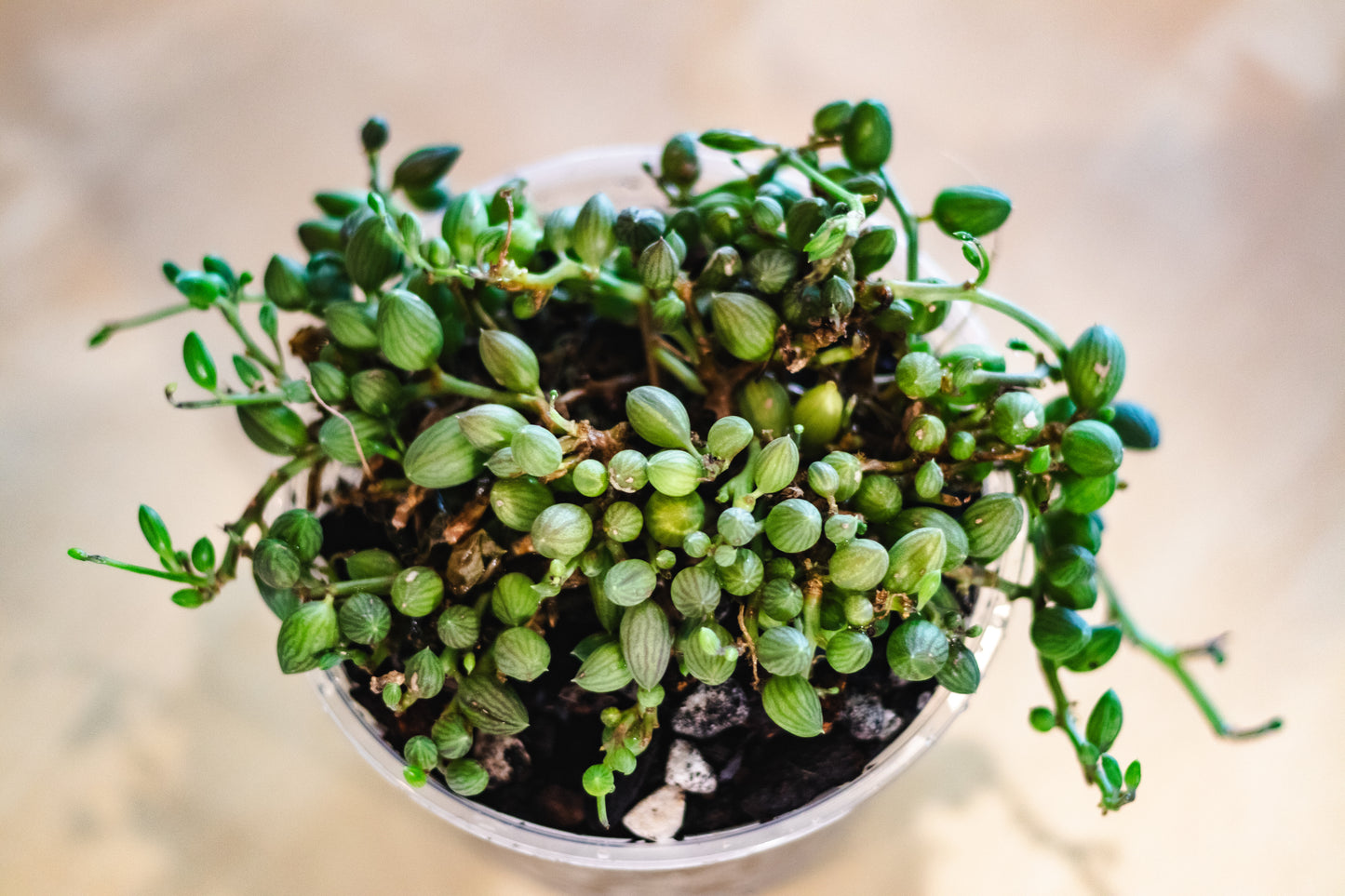 String of Watermelons (Senecio herreanus) – 6” Nursery Pot (EXACT PLANT)
