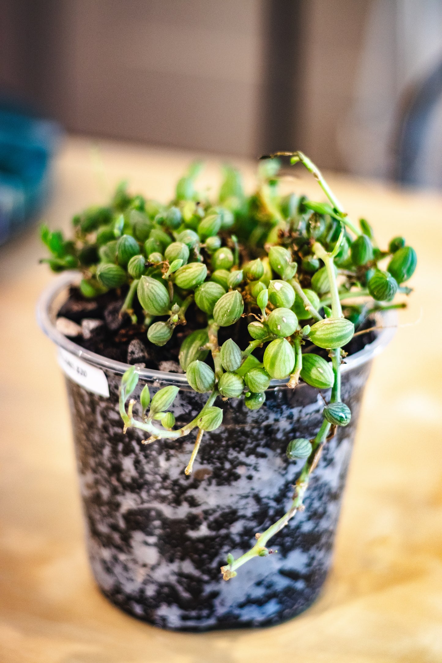 String of Watermelons (Senecio herreanus) – 6” Nursery Pot (EXACT PLANT)