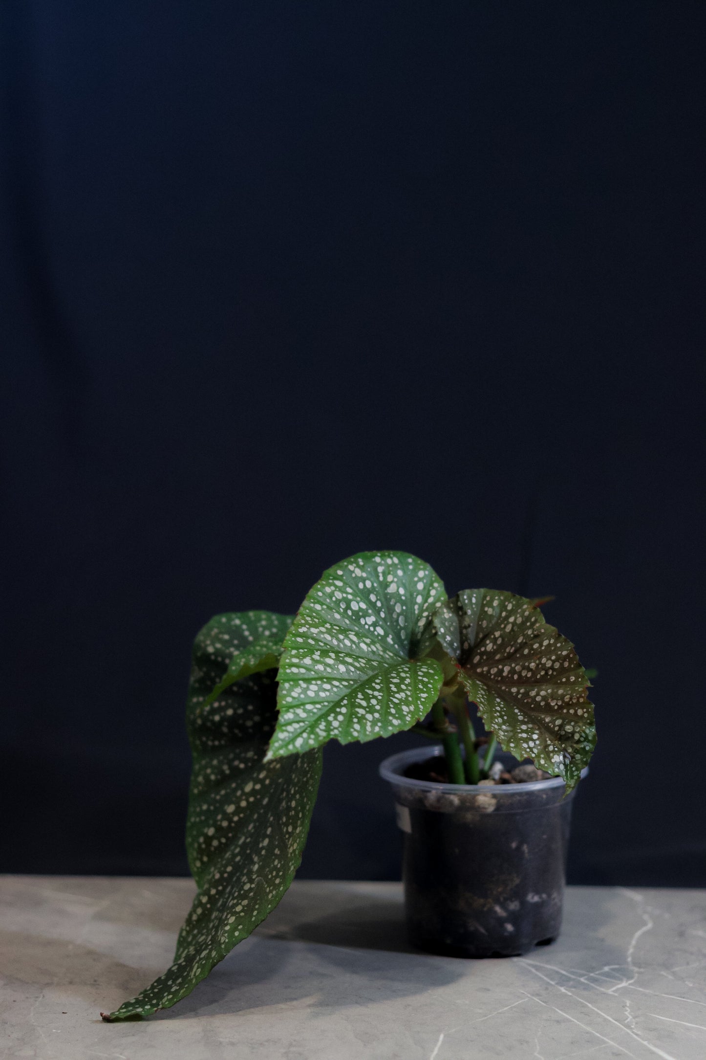 Angel Wing Begonia ‘Lucerna’ – 4” Clear Nursery Pot – Rare Houseplant for Sale