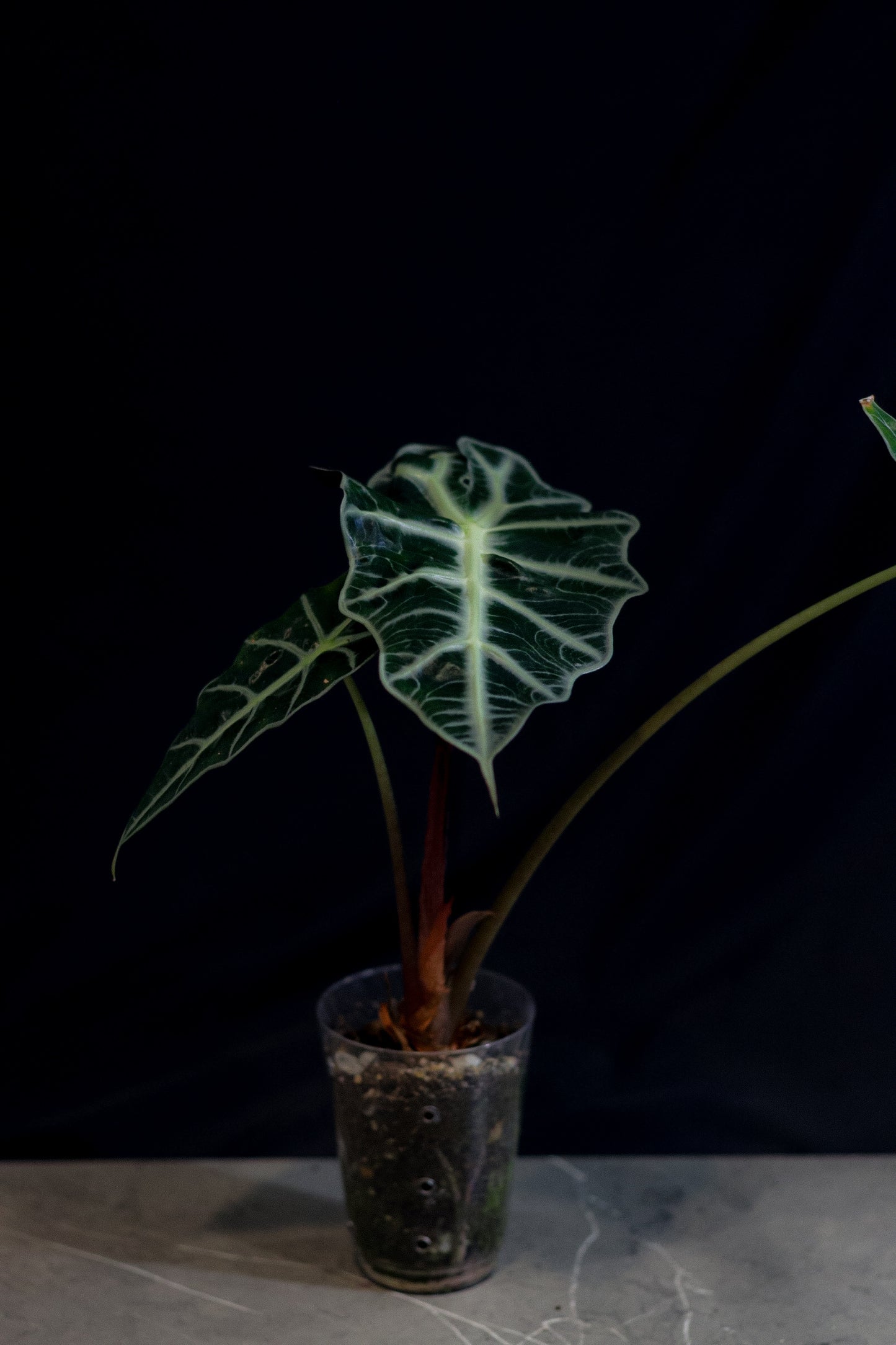 🌿 Alocasia Polly (African Mask Plant / Amazonica) – Striking Indoor Foliage