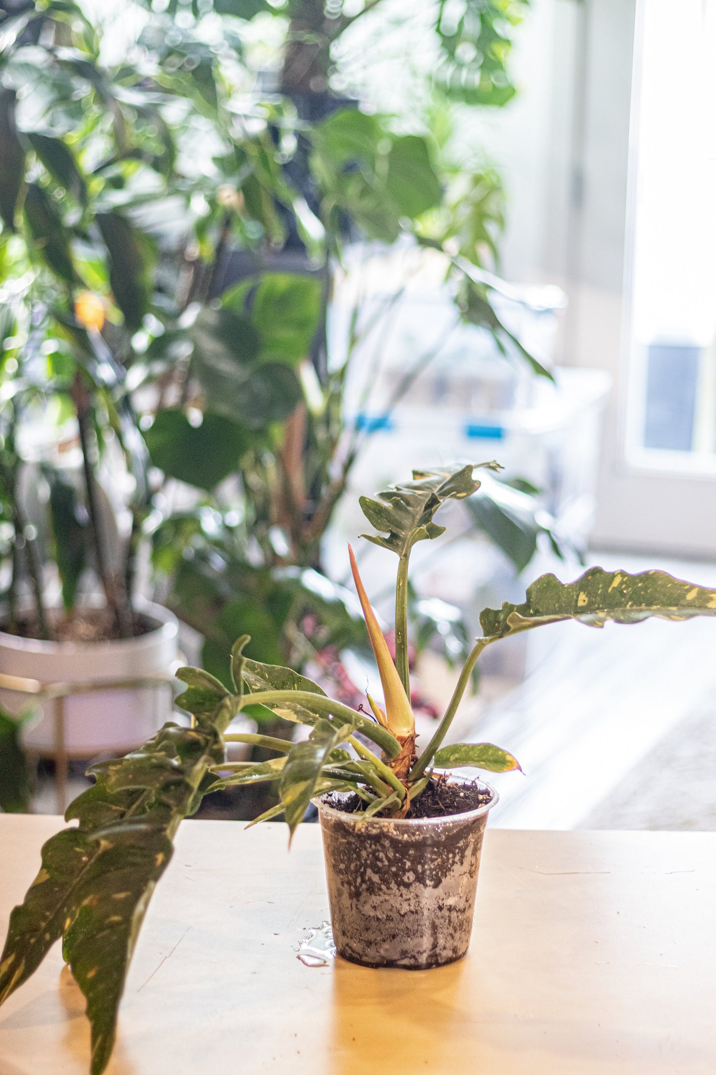 Philodendron ‘Ring of Fire’ – 6” Clear Nursery Pot – Rare Aroid with 10–12” Leaves for Sale