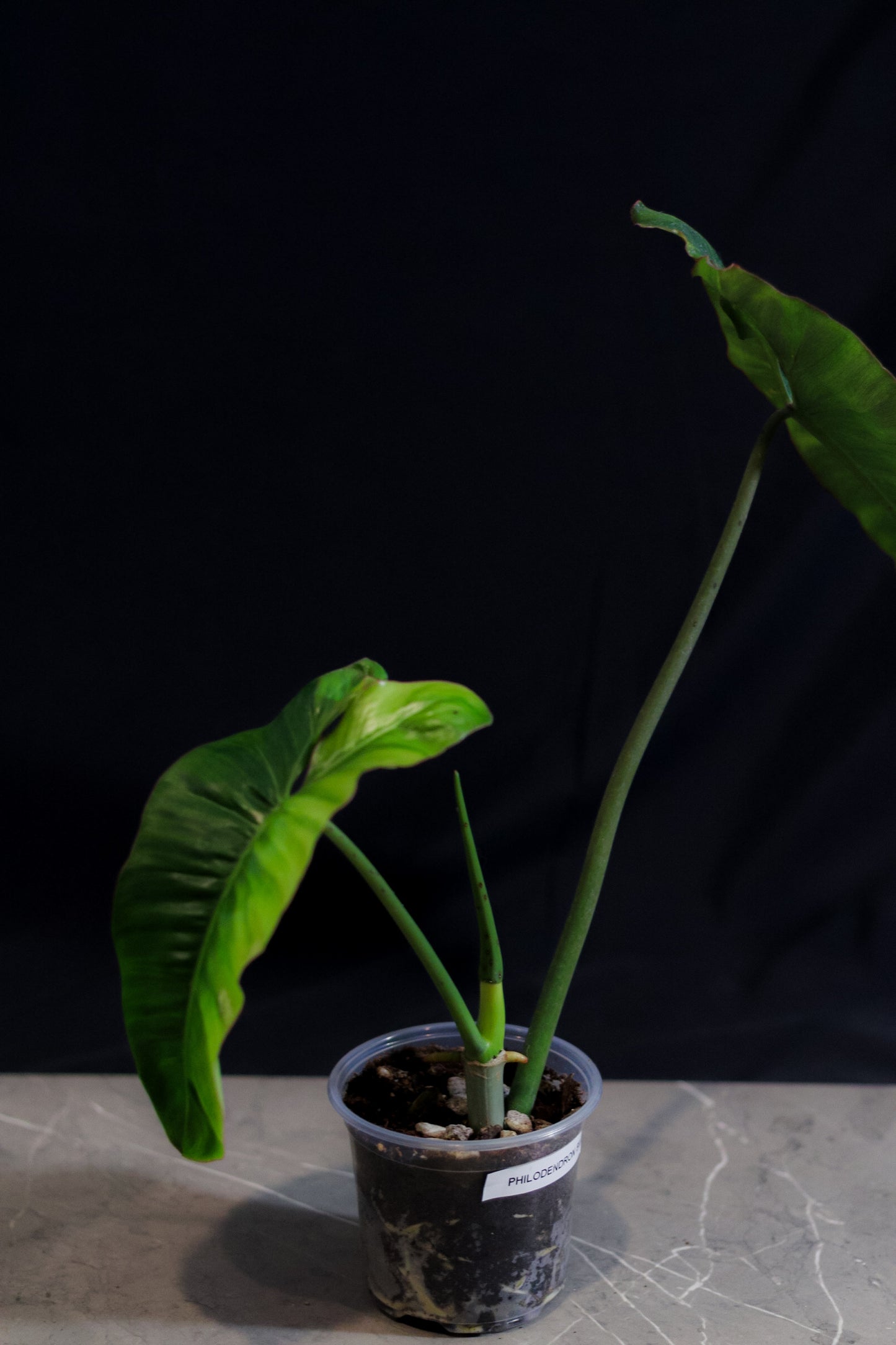 Philodendron Billietiae – 4″ Pot – Rare Aroid with Long Orange Petioles & Elongated Leaves
