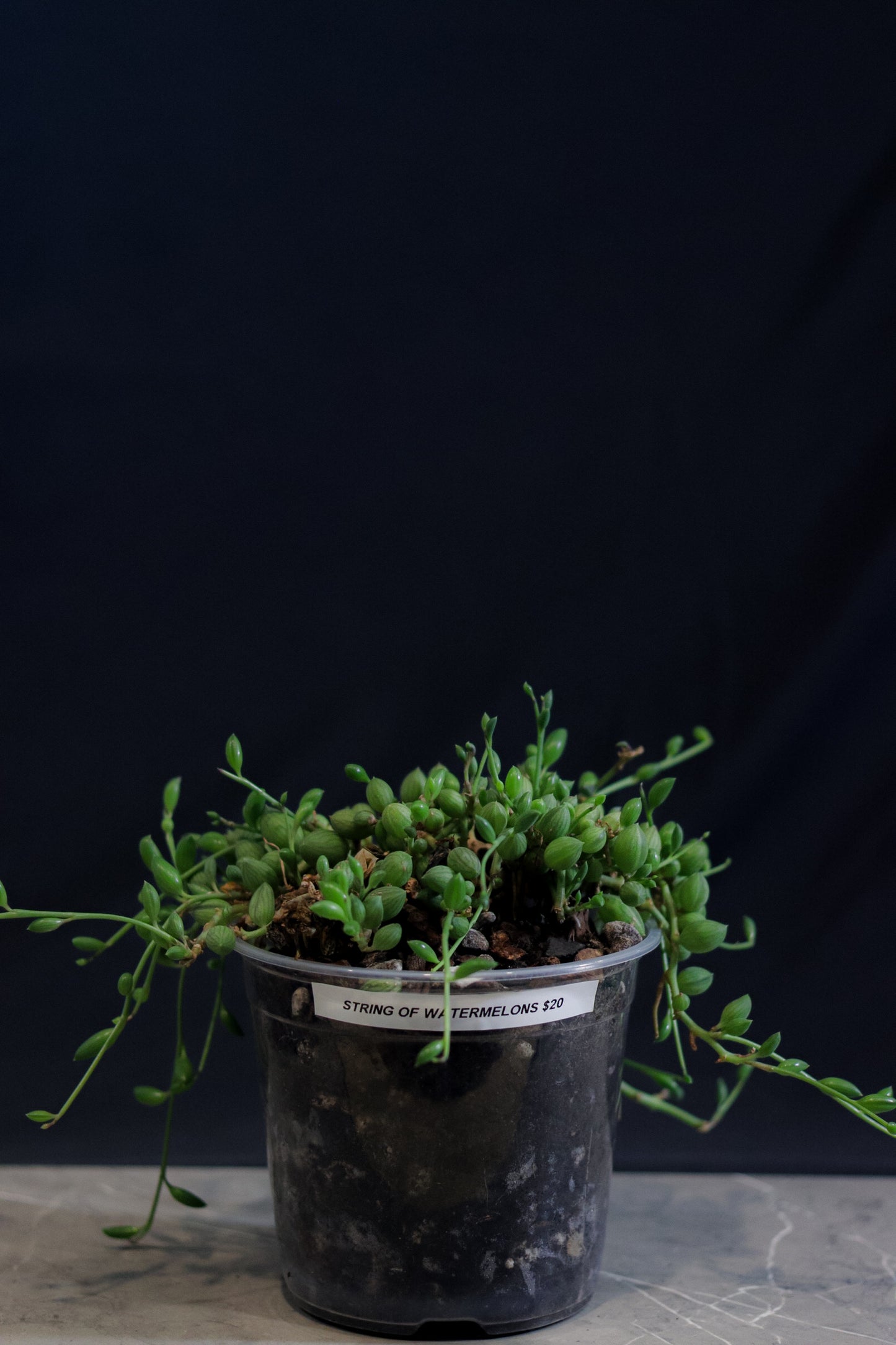 String of Watermelons – 6″ Hanging Pot – Rare Trailing Houseplant with Watermelon-Patterned Leaves