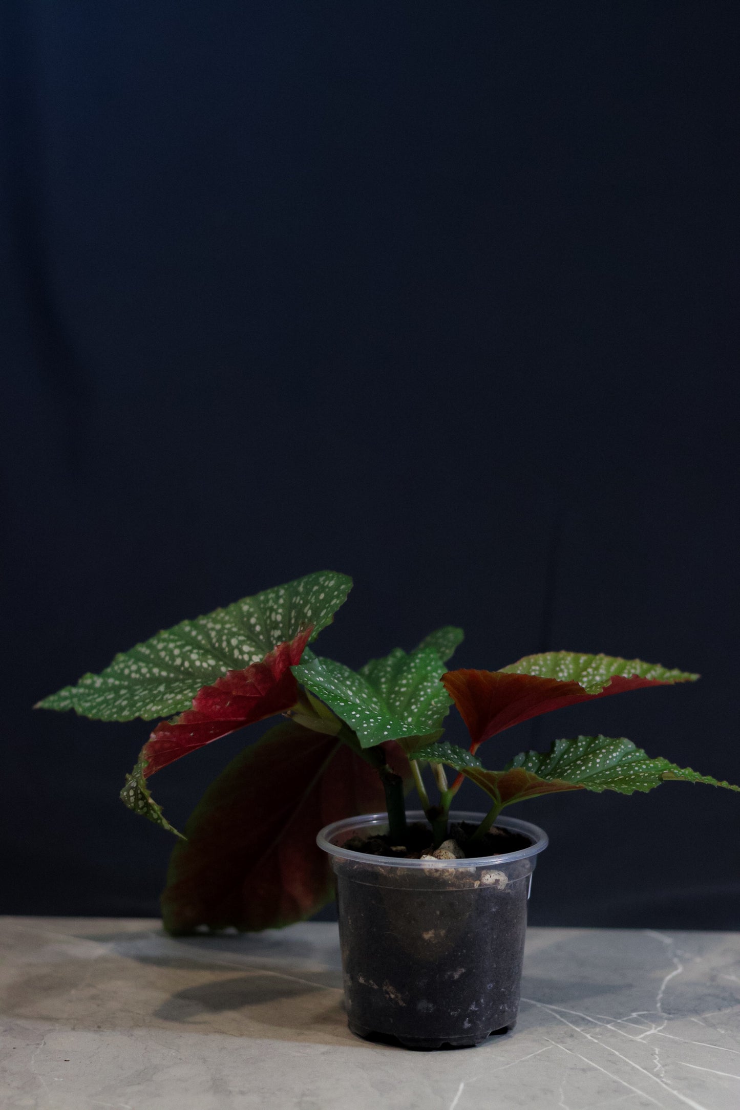 Angel Wing Begonia ‘Lucerna’ – 4” Clear Nursery Pot – Rare Houseplant for Sale