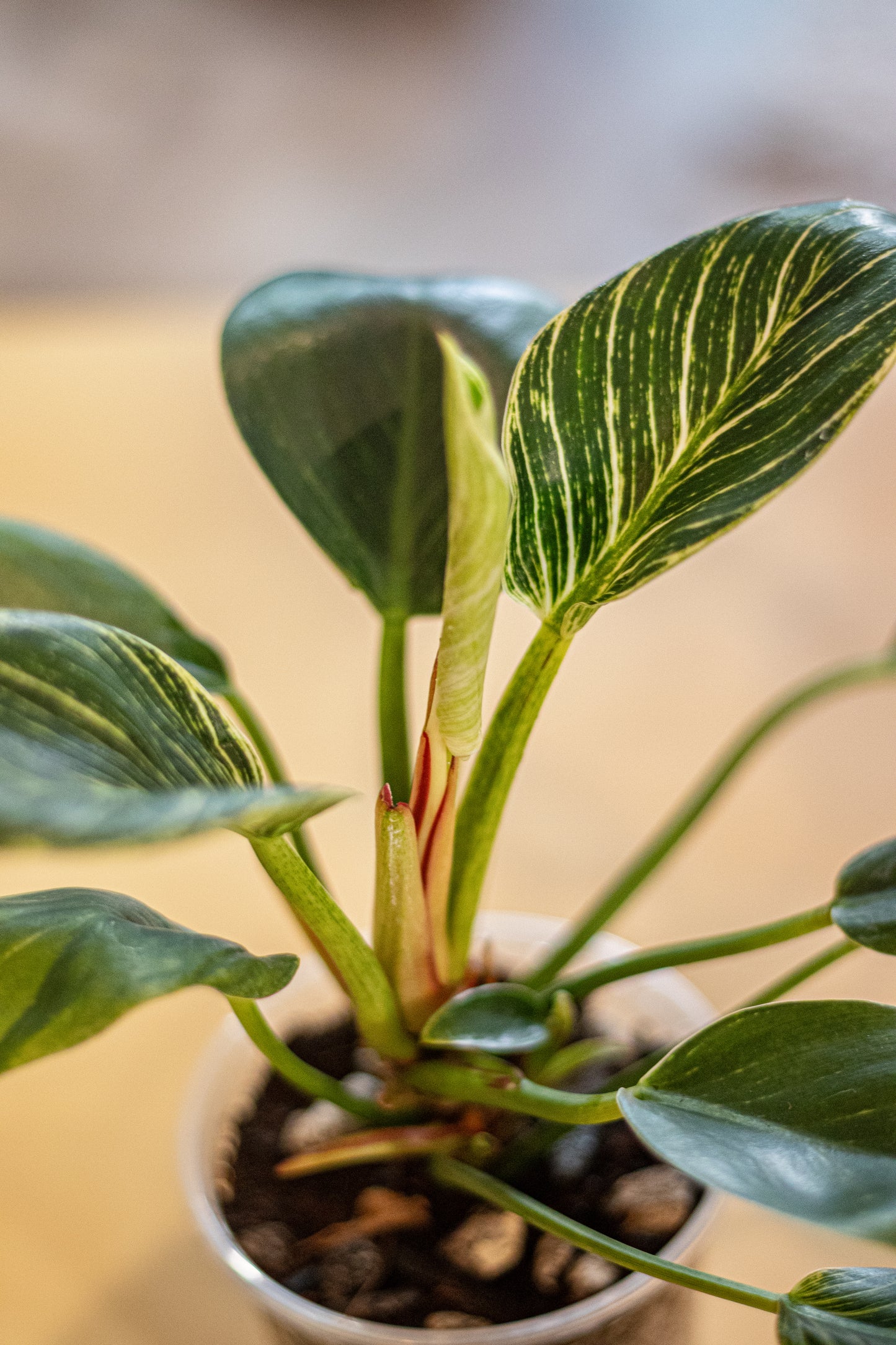 Philodendron ‘Birkin’ – 4″ Clear Pot – Healthy Variegated Aroid with 10+ Leaves