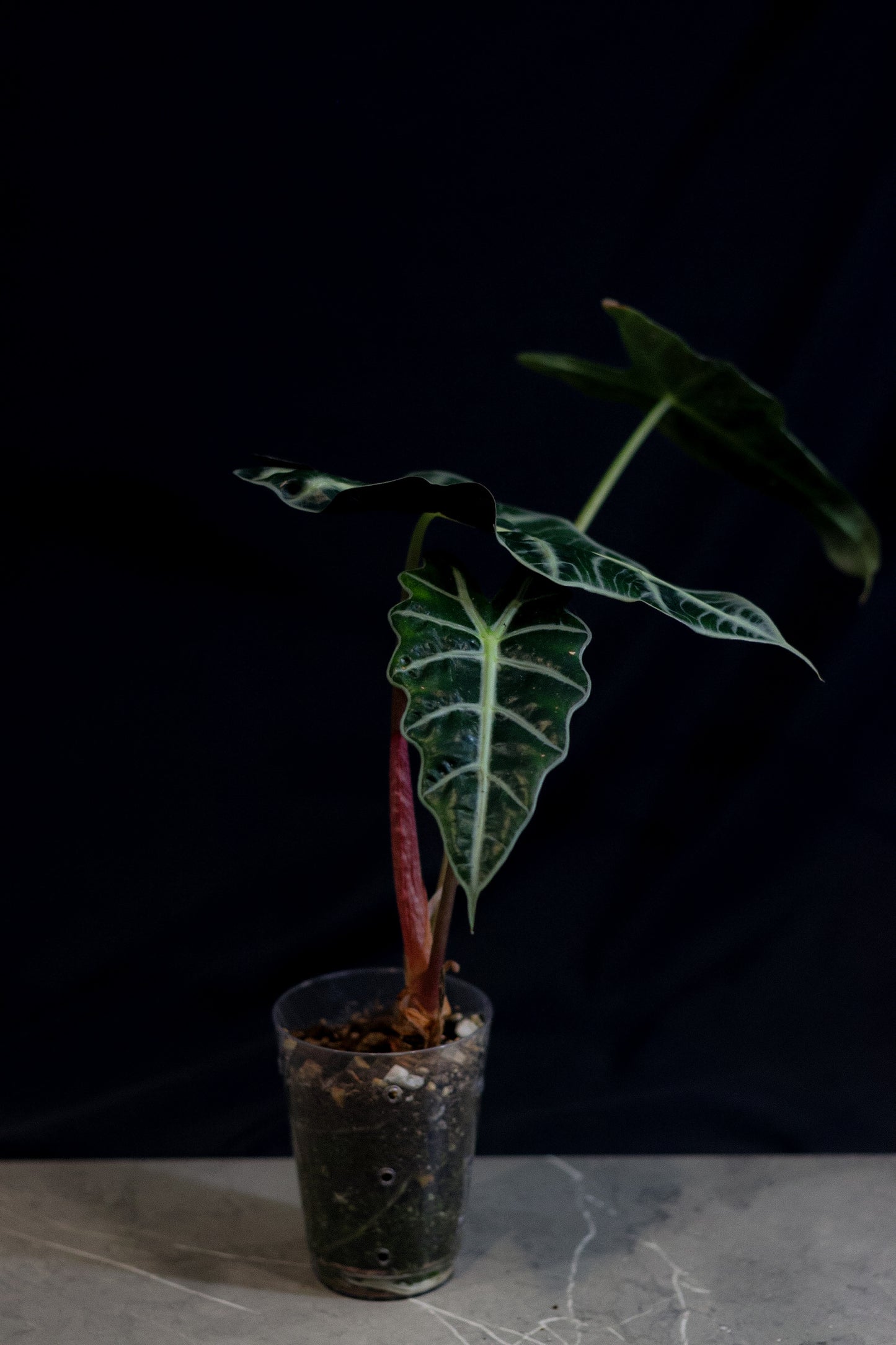 🌿 Alocasia Polly (African Mask Plant / Amazonica) – Striking Indoor Foliage
