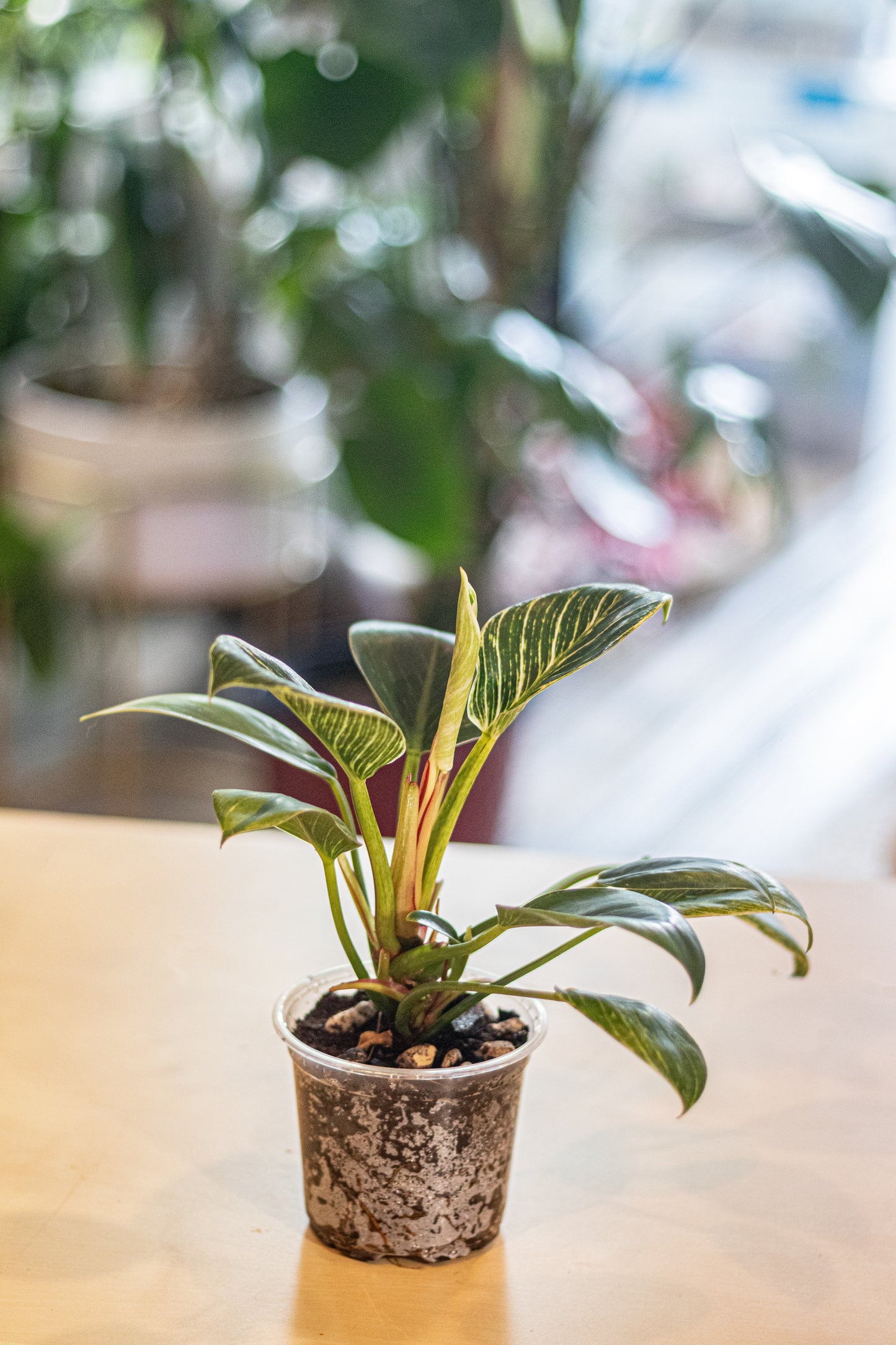 Philodendron ‘Birkin’ – 4″ Clear Pot – Healthy Variegated Aroid with 10+ Leaves