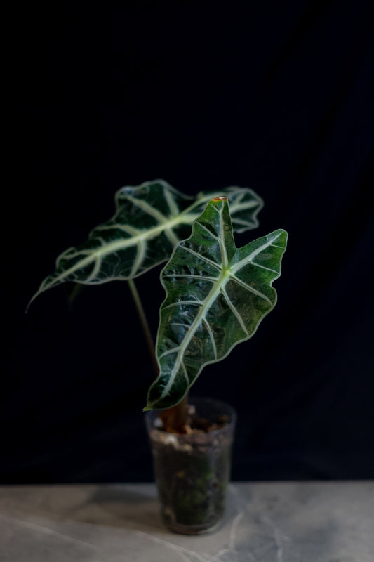 🌿 Alocasia Polly (African Mask Plant / Amazonica) – Striking Indoor Foliage