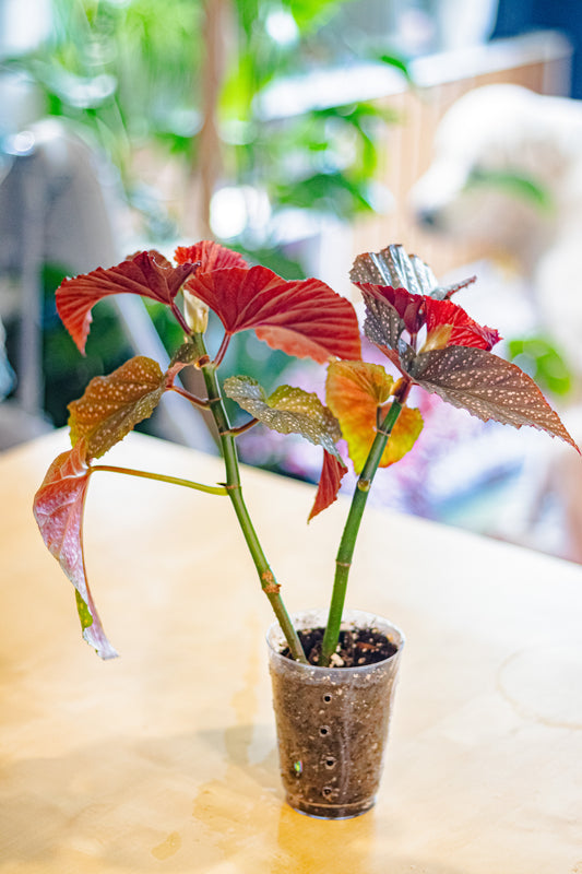 Angel Wing Begonia (Lucerna) – 4” Pot with Deep Red Leaves (EXACT PLANT)