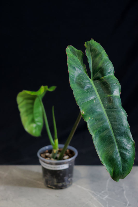 Philodendron Billietiae – 4″ Pot – Rare Aroid with Long Orange Petioles & Elongated Leaves