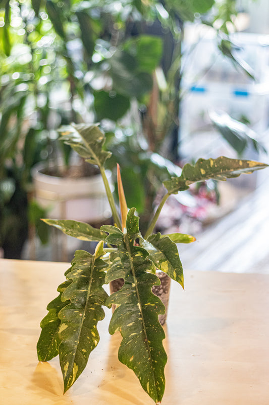 Philodendron ‘Ring of Fire’ – 6” Clear Nursery Pot – Rare Aroid with 10–12” Leaves for Sale