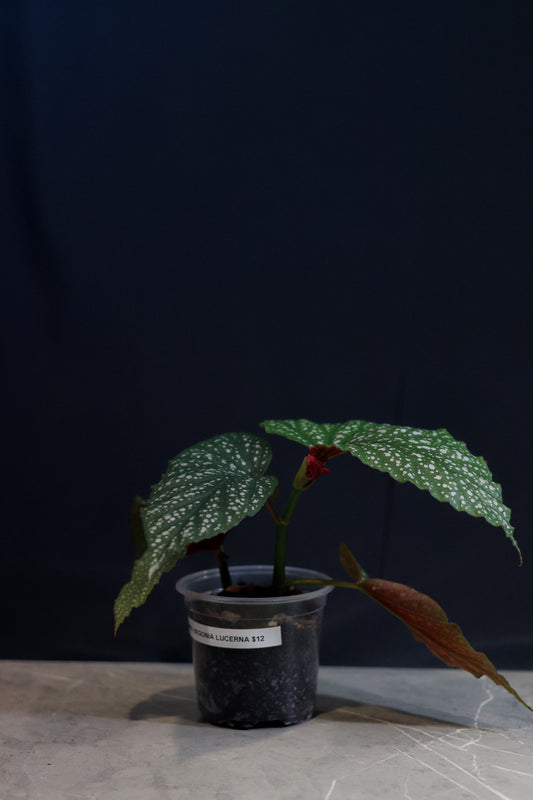 Angel Wing Begonia ‘Lucerna’ – 4” Clear Nursery Pot – Rare Houseplant for Sale