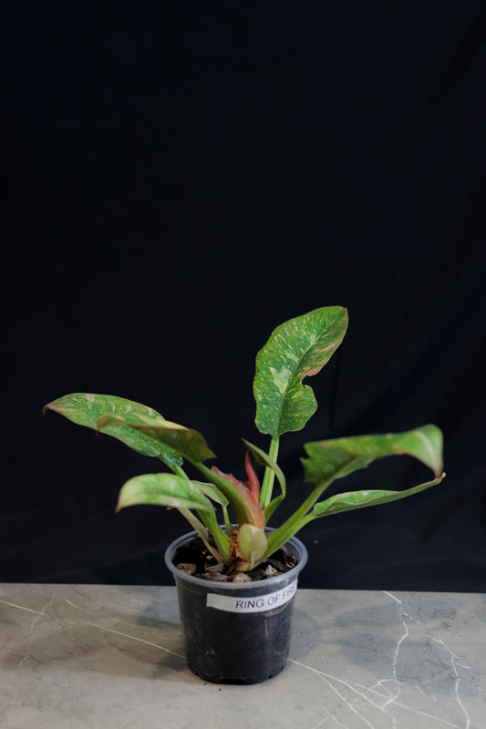 Philodendron Ring of Fire – 4″ Pot – Rare Variegated Aroid with Orange, Yellow & Green Leaves