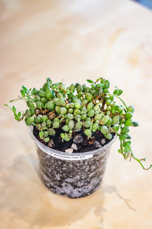 String of Watermelons (Senecio herreanus) – 6” Nursery Pot (EXACT PLANT)