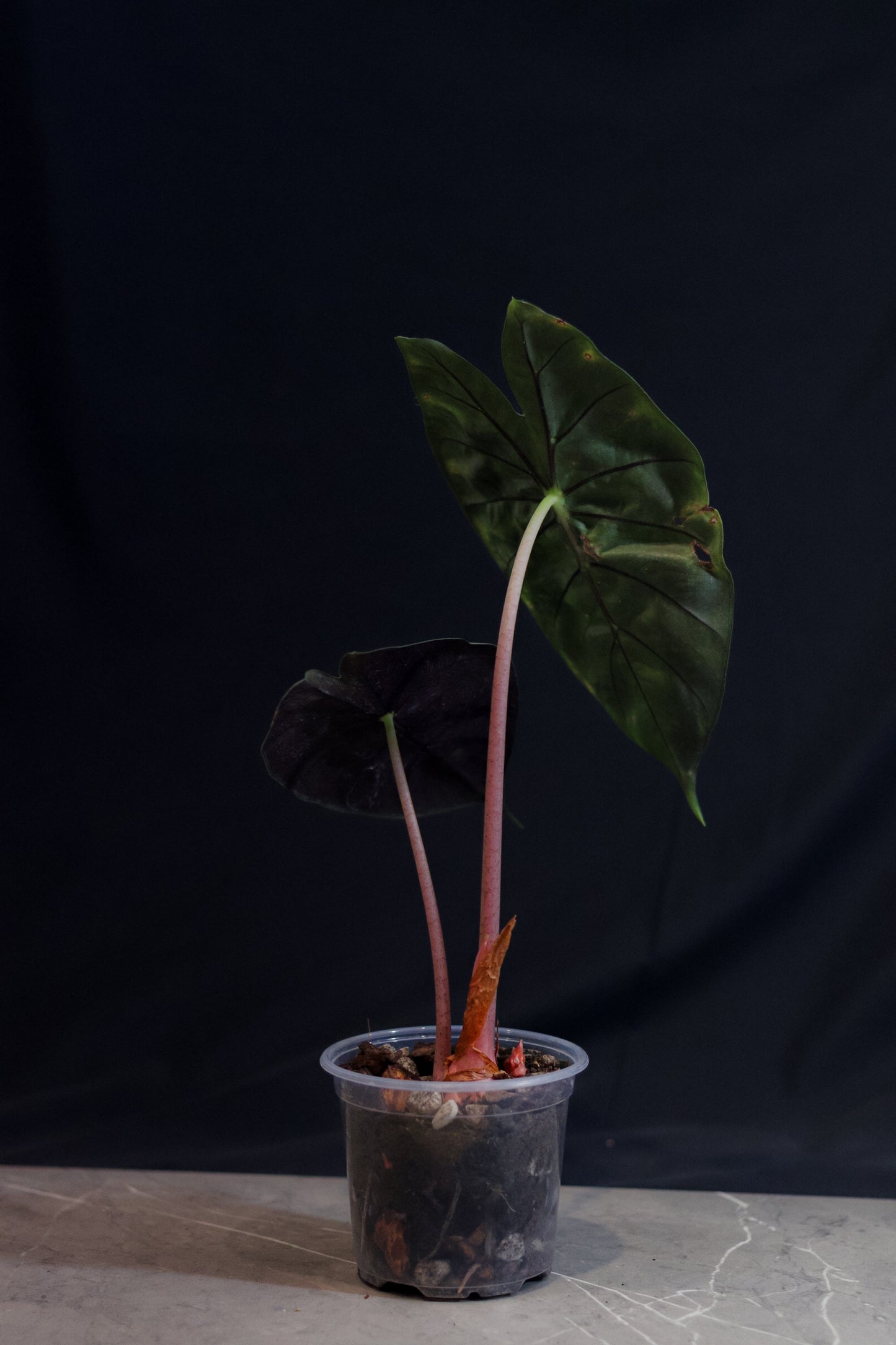 🌿 Pink Dragon Alocasia – Rare Collectors Plant with Pink Stems