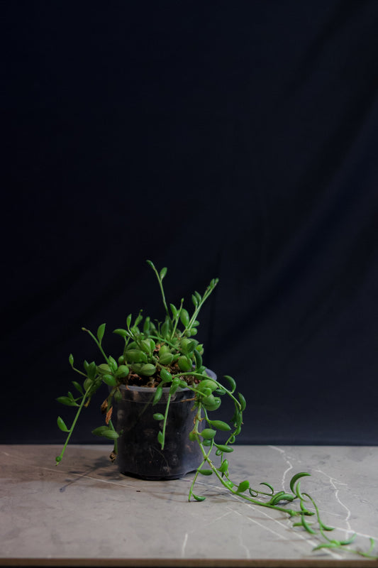 String of Watermelons – 4″ Hanging Pot – Rare Trailing Houseplant with Watermelon-Patterned Leaves