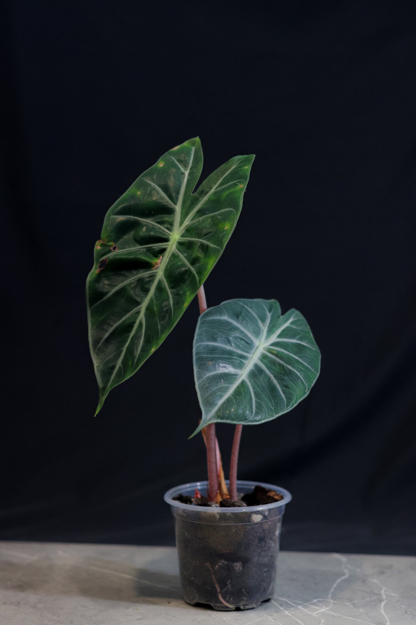 🌿 Pink Dragon Alocasia – Rare Collectors Plant with Pink Stems