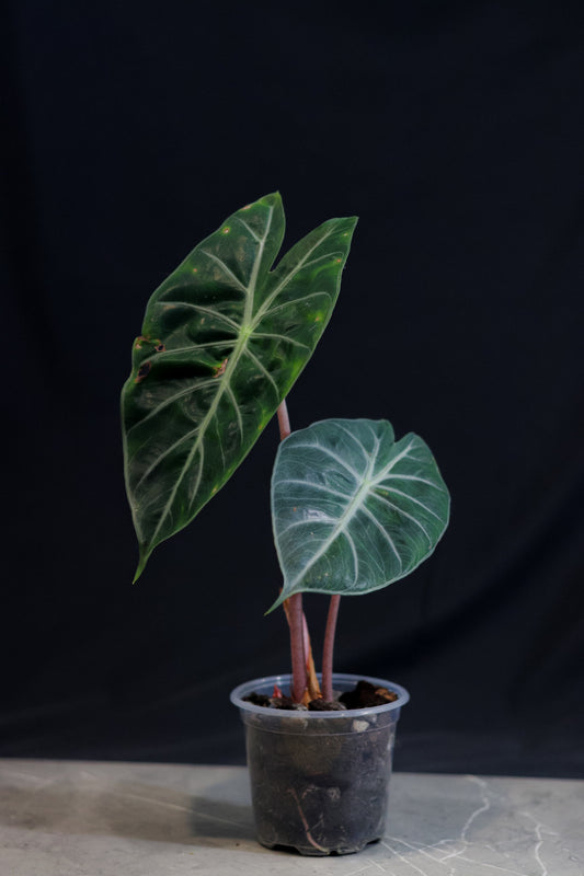 🌿 Pink Dragon Alocasia – Rare Collectors Plant with Pink Stems