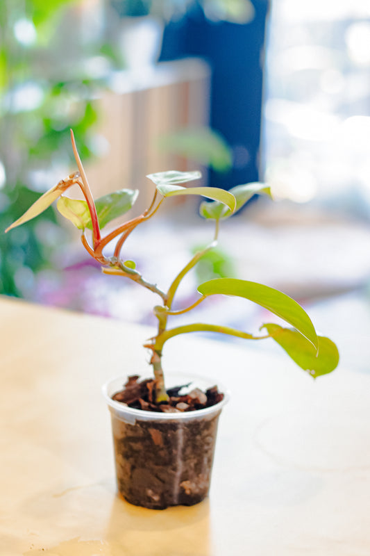 Painted Lady Philodendron – 4” Pot in Chunky Aroid Mix (EXACT PLANT)