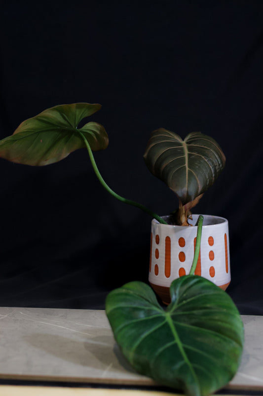 Philodendron Summer Glory – 4″ Pot – Rare Hybrid Aroid with Bold Veining & Tropical Foliage
