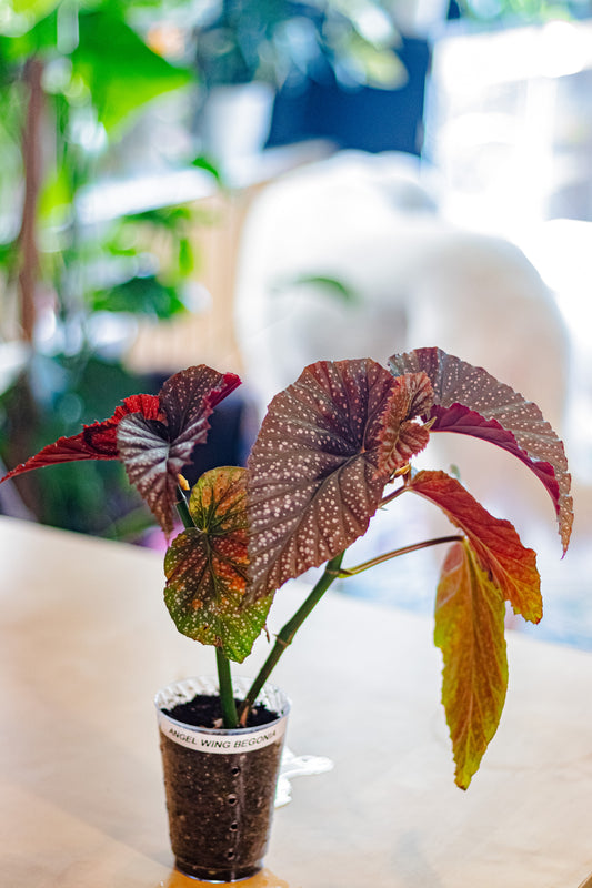 Angel Wing Begonia (Lucerna) – 4” Pot with Deep Red Leaves (EXACT PLANT)