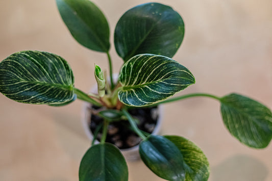 Philodendron ‘Birkin’ – 4″ Clear Pot – Healthy Variegated Aroid with 10+ Leaves