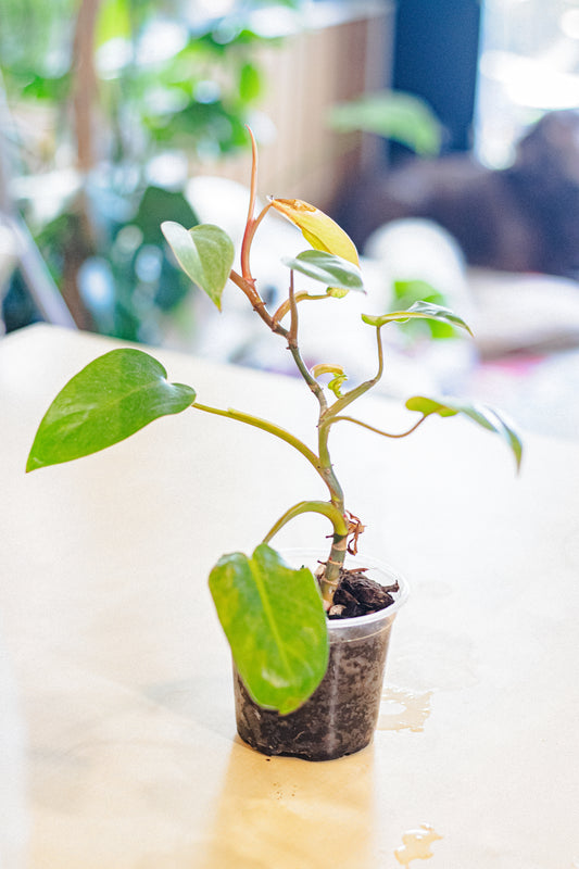 Painted Lady Philodendron – 4” Pot in Chunky Aroid Mix (EXACT PLANT)