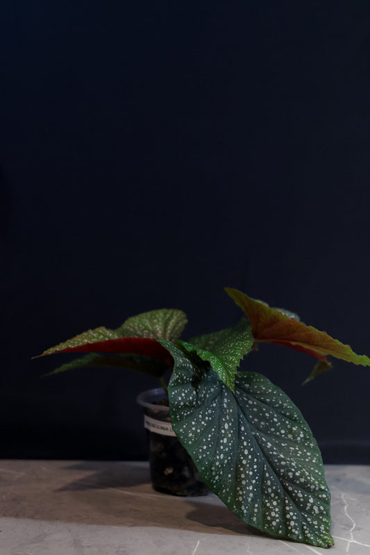 Angel Wing Begonia ‘Lucerna’ – 4” Clear Nursery Pot – Rare Houseplant for Sale