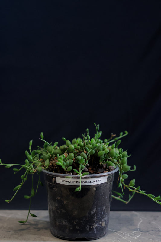 String of Watermelons – 6″ Hanging Pot – Rare Trailing Houseplant with Watermelon-Patterned Leaves