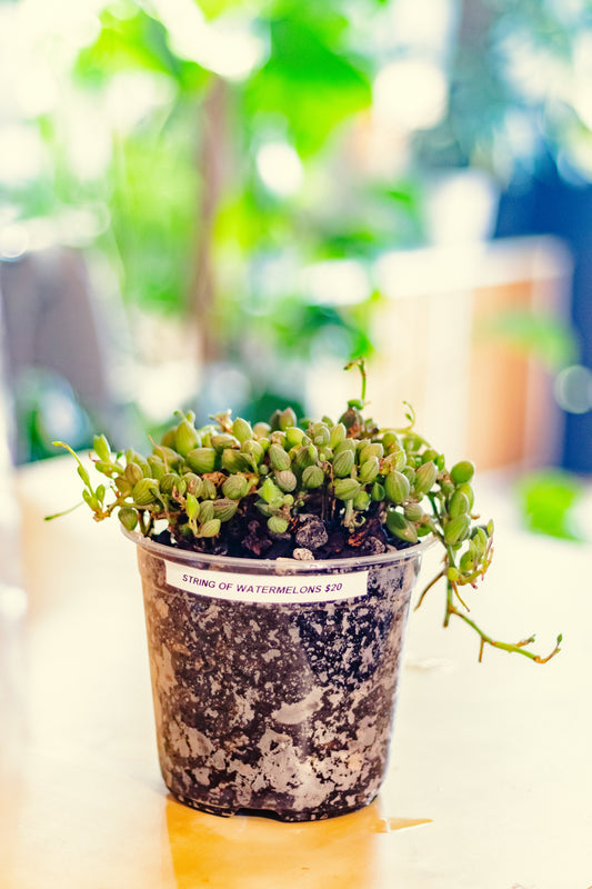 String of Watermelons (Senecio herreanus) – 6” Nursery Pot (EXACT PLANT)