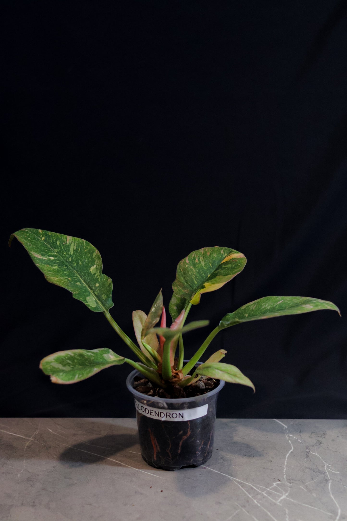 Philodendron Ring of Fire – 4″ Pot – Rare Variegated Aroid with Orange, Yellow & Green Leaves