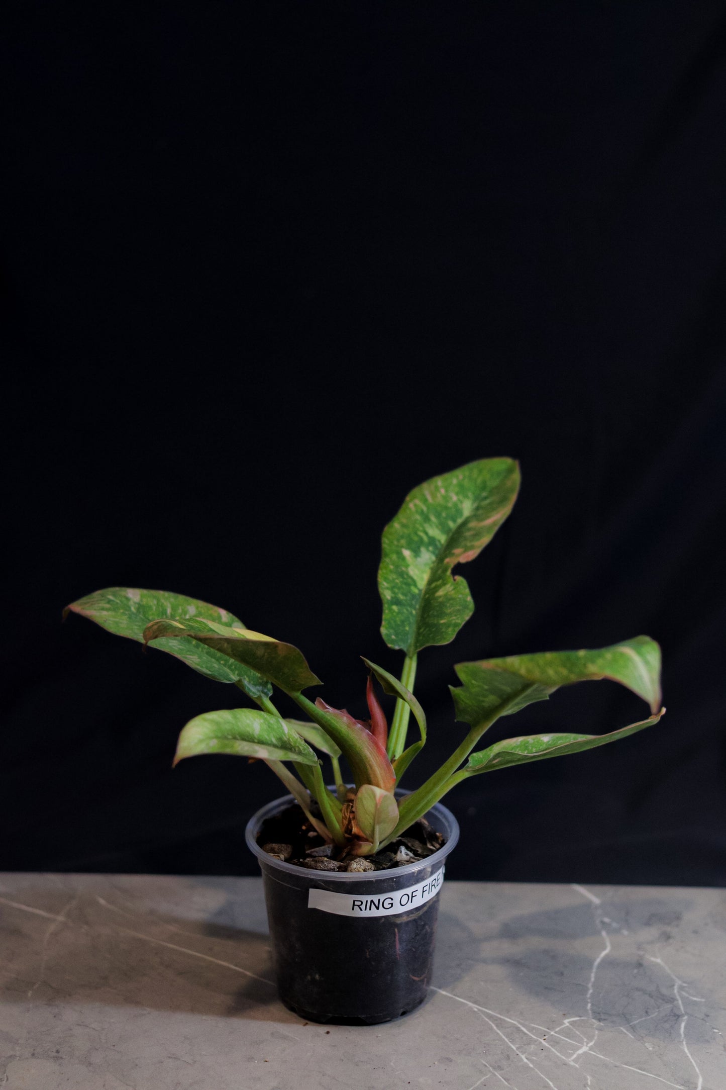 Philodendron Ring of Fire – 4″ Pot – Rare Variegated Aroid with Orange, Yellow & Green Leaves