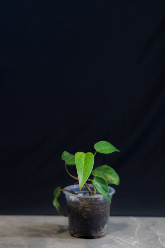 Philodendron Painted Lady – 4″ Pot – Rare Aroid with Neon Variegation & Pink Petioles