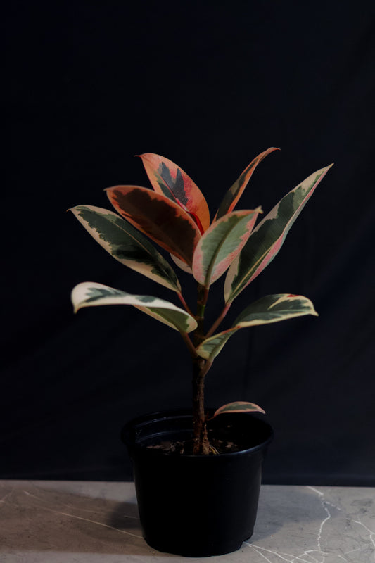 Variegated Ficus elastica (Rubber Plant) – 4″ Pot – Easy-Care Houseplant with Cream & Green Leaves